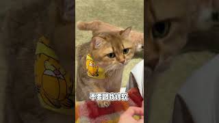 这是在点我呢 #cat #cute #pets #飞机响响 #萌宠出道计划 #funnycats #萌宠