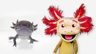 Axolotl | Axl's Amphibian Fun Facts