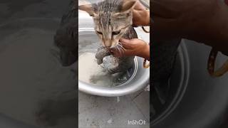 இவங்க தொல்லை தாங்க முடியலடா சாமி #cat #kitten #trending