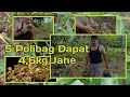 Panen Jahe Dalam Polibag | Hanya 5 Polibag Dapat Jahe Banyak