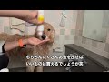 【必見！】大型犬にペットドライヤー使うと乾くの早い？使用レビュー動画　ゴールデンドゥードルわたちはくうちゃん