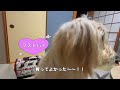 【必見！】大型犬にペットドライヤー使うと乾くの早い？使用レビュー動画　ゴールデンドゥードルわたちはくうちゃん