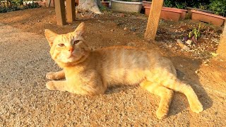 海辺の神社前に猫が寝ていたので隣に座ってナデナデしてきた