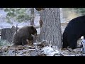 black bears shredding pine tree