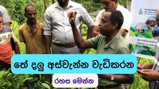 මේ විදියට දලු කැඩුවොත් ඔයත් ගොඩ | thuru tv