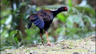 Swinhoe's Pheasant, Taiwan Blue Pheasant (male)