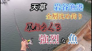 強烈バトル？！天草で近場の【岩谷漁港】で全層沈め釣りでチヌを狙う！