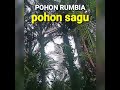 pohon rumbia||pohon sagu