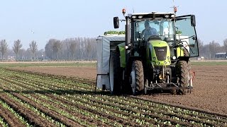 Koolplantjes weer de grond in