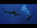 Shark 1969 ‧ film Aventure Action complet en français ‧