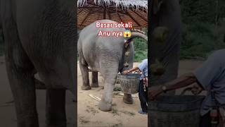 Watch Out for Laughter! Watch Hilarious Moments When Elephants Defecate#elephant,animals