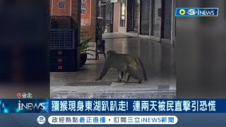 直擊獼猴現身東湖趴趴走! 獼猴訪民宅還偷吃芒果 連續兩天出沒引起恐慌 里長:動保處來沒抓到｜記者 黃昀凡 賴懿慈｜【台灣要聞】20230506｜三立iNEWS