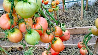 ЭТОТ томат 🍅я ТОЧНО 👍посажу в следующем году💯 Сорт БАТЯНЯ🍅.Фаворит в моей КОЛЛЕКЦИИ 💥