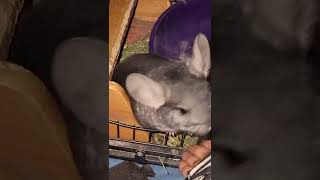 Chinchilla warning sounds #chinchilla #exoticpets #rodents #viralshorts #animals #pets #chinchillas