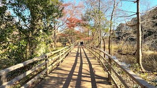 日本の公園 石神井公園を歩く 短い散歩 - 東京 4K HDR