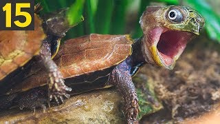 15 Unexpectedly Funny Sounding Animals