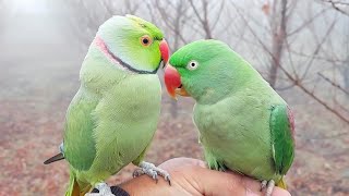 Walking with My Alexandrine and Ringneck Parrots in Heavy Fog | Parrots in Fog