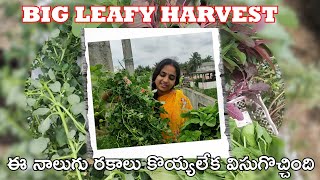 Big Leafy Vegetable Harvest || ఈ నాలుగు రకాలు కొయ్యలేక విసుగొచ్చింది