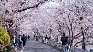 京都の桜　鴨川上流上賀茂