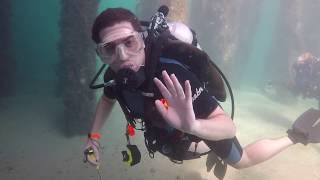 Diving The Blue Heron Bridge