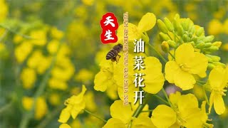 超清航拍 宣汉天生镇油菜花海 金色海洋浩渺无垠美不胜收