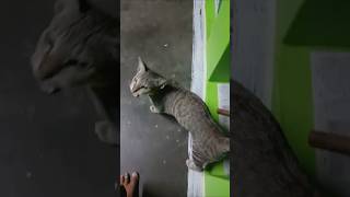 காரியம் ஆகனும்னா காலை சுத்தனனும் #trending #cat