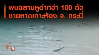 พบฉลามหูดำกว่า 100 ตัว ชายหาดเกาะห้อง จ. กระบี่ (16 ก.ย. 62)