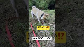 宝があると言ってくれ🙏#ここ掘れワンワン#穴掘り犬