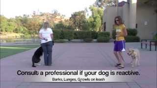 Loose Leash Walking: Parallel Walking