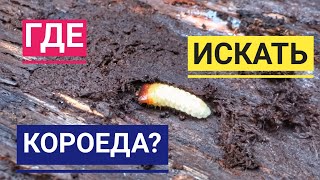 ГДЕ ИСКАТЬ ЛИЧИНКУ КОРОЕДА? ♦ ОН ЕЁ СЪЕЛ!!! ♦ KOOREÜRASKI VASTNE