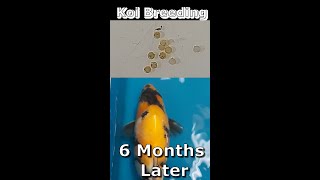 Koi Fry at 8 Months You Won't Believe Their Size NOW!