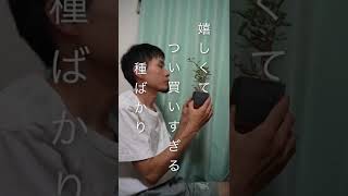 【塊根植物】沢山買って芽吹いたら気づいたら部屋中芝生みたいになってます。本日のお供はセンナメリティオナリス#塊根植物 #コーデックス #センナメリティオナリス#灌木