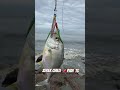 Trevally on Zerek Chilli padi TG jig #shorts