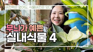 생각보다 화려한 잎을 가진 식물을 소개합니다/실내식물/무늬식물