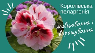 Королівська пеларгонія. Секрети живцювання і вирощування.