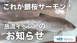 【ついにお披露目！】7月15日からは「銀桜サーモン」放流イベントが始まります！in キングフィッシャー