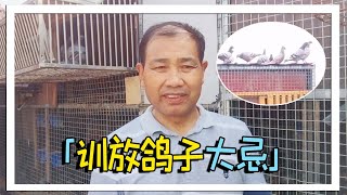 第一次训放鸽子放多远才合适？农村大叔教你识破“假鸽友”套路！【农村达叔】