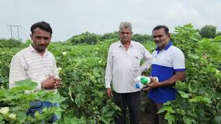 કપાસનું ભરપૂર ઉત્પાદન | જૈવિક ખેતી | organic farming