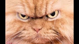 Angry Cat | Animal Ringtones | SFX