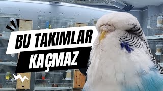 Muhabbet Kuşu Üretimhanemizdeki Tüm Muhabbet Kuşu Takımlarımızı Sahiplendiriyoruz.