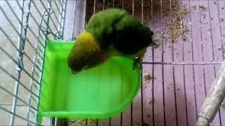 Xiao Beanie's bath time (Lovebird)