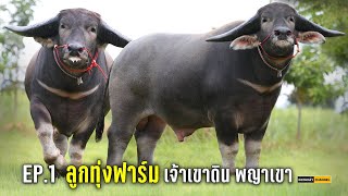 #เจ้าเขาดินพญาเขา ลูกทุ่งฟาร์ม ควายงามหนองบัวลำภู | หลานหล่าChannel