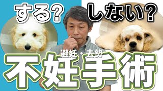 犬の不妊手術について