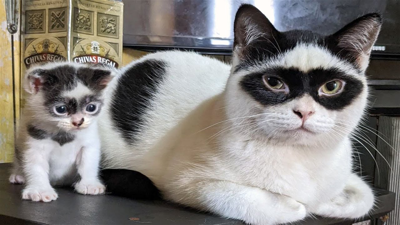 Funny Cat Memes Compilation V02 Cat World News