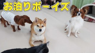 お泊りボーイズ　🐶ひみつきちなう！#1🐶  (チワワ 柴犬 ミニチュアダックス パピヨン ビションフリーゼ マルチーズ マルペキ)