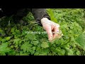 harvesting cleavers for eating and tea