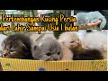 Perkembangan KUCING PERSIA dari Lahir Sampai Usia 1 Bulan (Kitten Persimed)