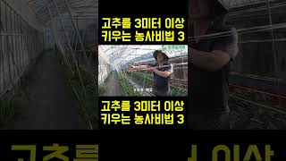 [한국농수산TV] 고추 3미터 키워 대박농사 짓는 달인의 비법공개 3