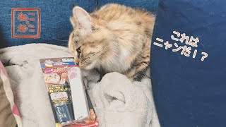 【キャティーマン】じゃれ猫レーザーニャンだろー光線で遊んでみた