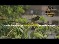 history of sparrow गौरैया का इतिहास birds wildlife story discovery disney